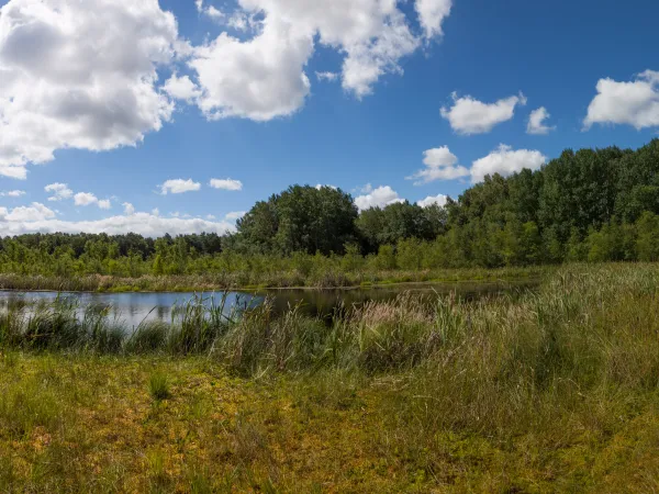Moorlandschaft unter blauem Himmel mit Wolken 